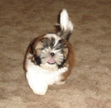 Ellie 11 weeks