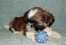 Ellie 71/2 weeks