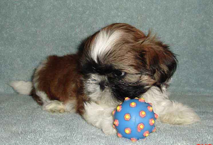 Ellie 71/2 weeks