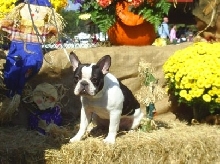 Jolene