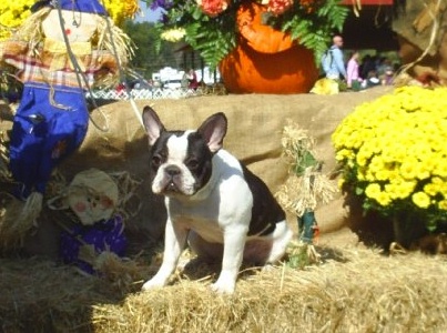 Jolene