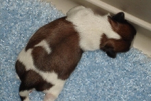 Mia male