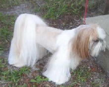 nickstanding