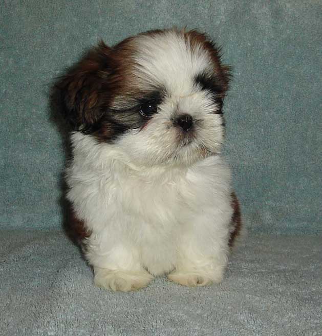 Nebo 71/2 weeks