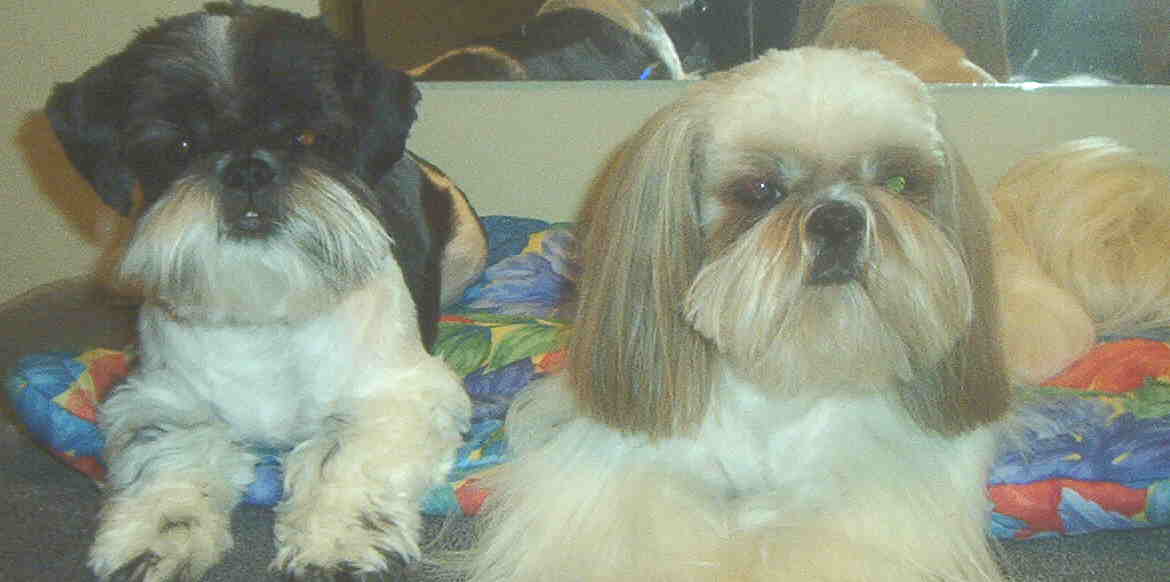 Pandie & Dukum