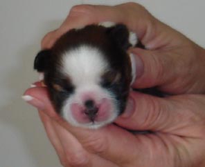 Boy face 1 5 days old