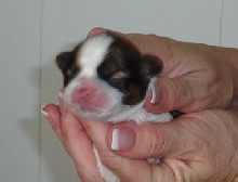 Boy face 2 5 days old