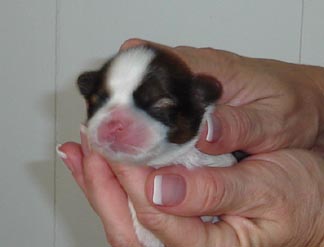 Boy face 2 5 days old