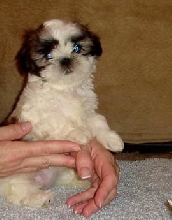 Sissy 10 wks