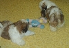 Star & Dukum Pups1