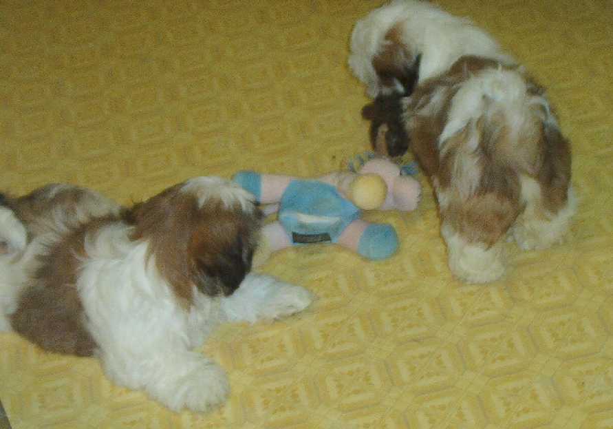 Star & Dukum Pups1