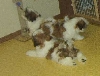 Star & Dukum Pups2