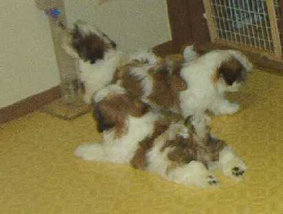 Star & Dukum Pups2