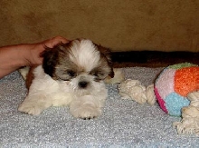Tommy 10 wks