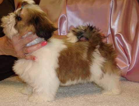 Tommie 14 weeks
