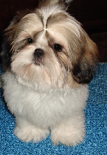 Tommie 16 weeks
