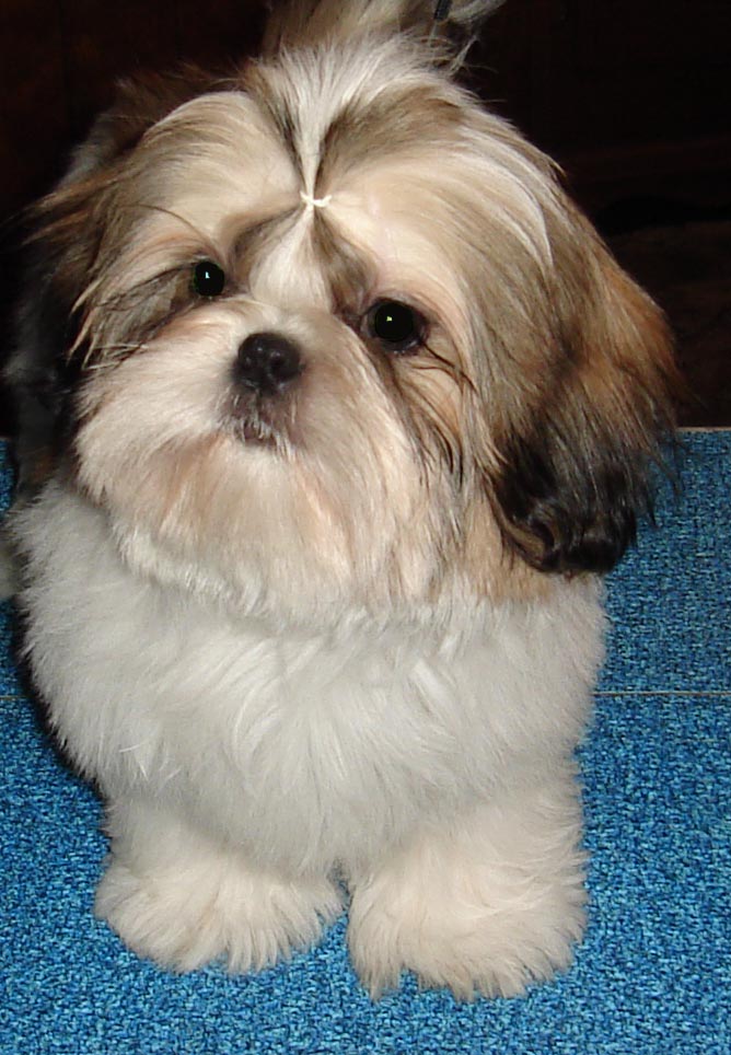 Tommie 16 weeks