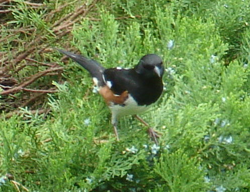 Towhee