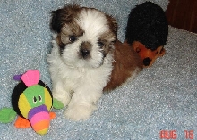 6 wks light male Higgins