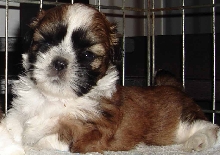 Ellie 5 wks