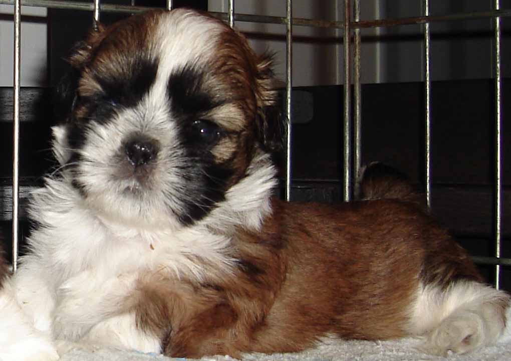 Ellie 5 wks