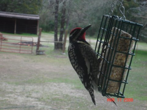 Yellow Bellied Sapsucker