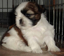 Nebo 5 wks