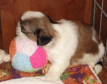 4 wks boy
