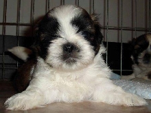 Topper 5 wks