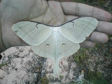 luna moth