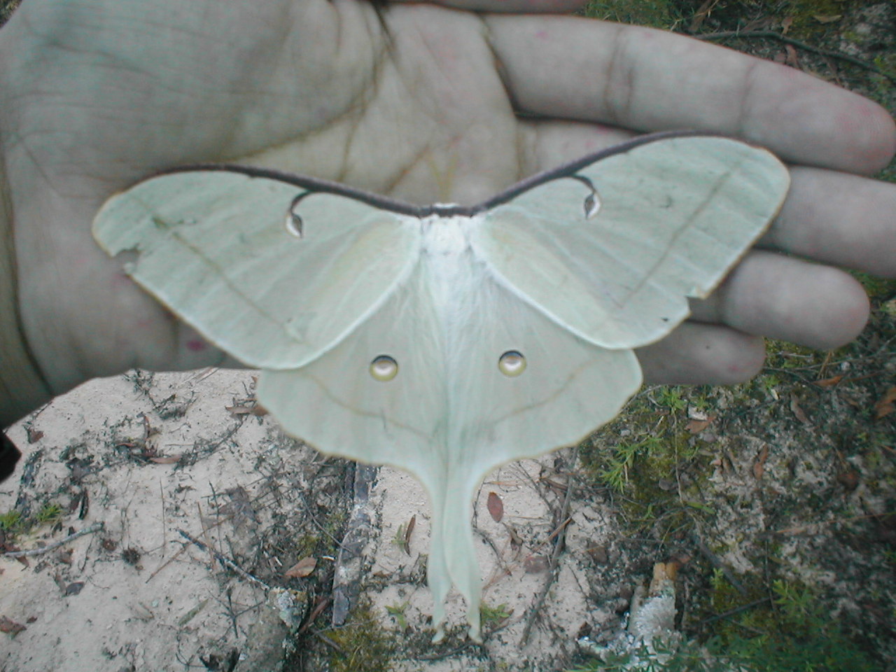 luna moth
