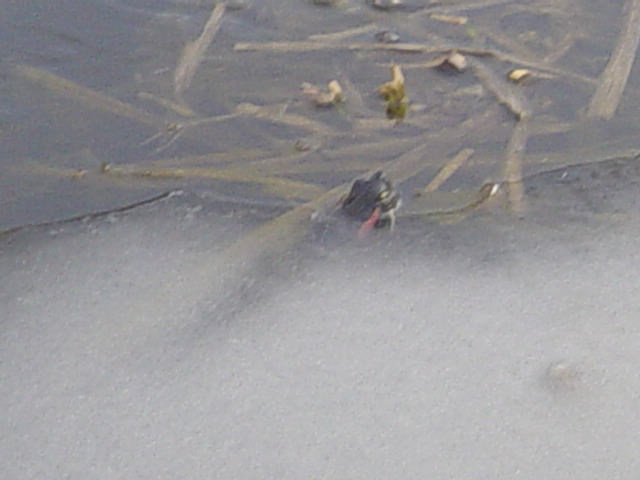 snow turtle