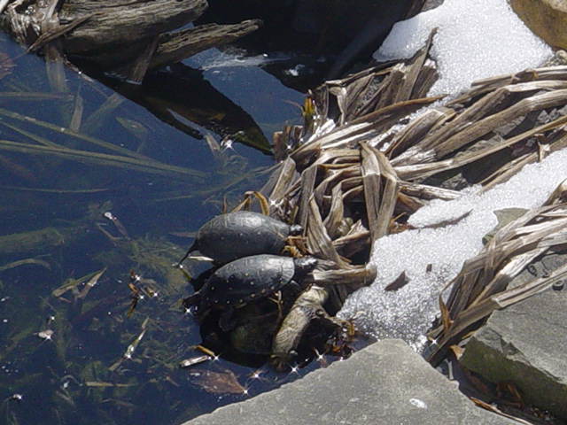 snow turts