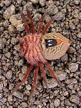 Any Idea?