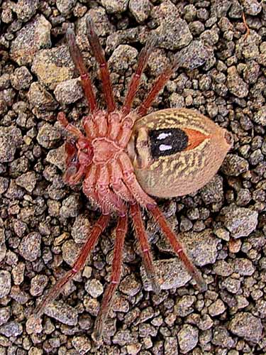 Any Idea?