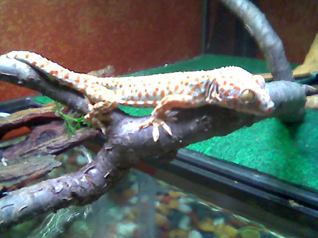 Tokay "Geckins"