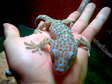 Tokay "Geckins"........