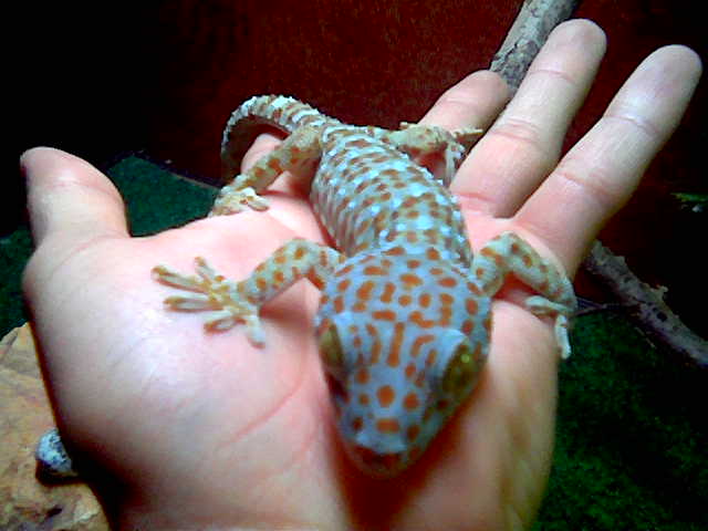 Tokay "Geckins"........
