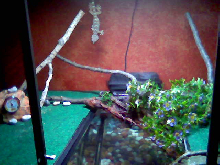 "Geckins" Home