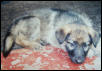 Sasha puppy