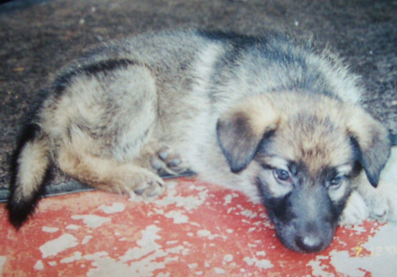 Sasha puppy