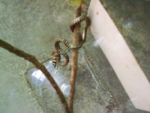Venomous?