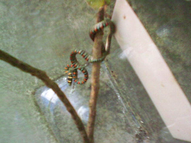 Venomous?