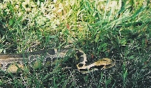 Borneo STP yearling