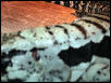 Blue Tegu coloration