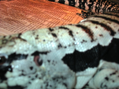 Blue Tegu coloration