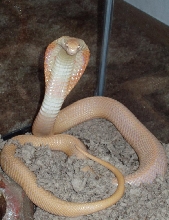 Venomoid Albino Monocled Cobra 1.5 Years Old!