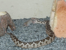 Erkek
