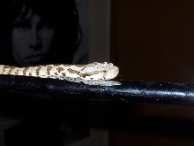 Female Vipera xanthina and the Lizard King