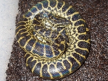 My Female Yellow Anaconda